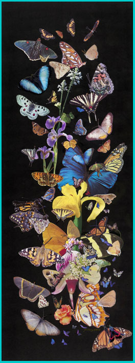 Iris Butterfly